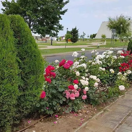 ели Obzor